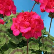 Пеларгонія F1 Єва зональна за 5 нас.