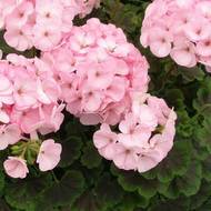 Пеларгония F1 Найт Эплблоссом за 5 сем.