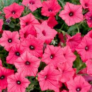 Сурфінія F1 / Сульфінія Даймонд Роуз Вейн за 5 нас.