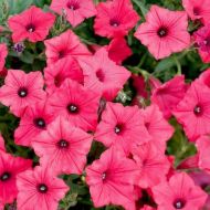 Сурфиния F1 / Сульфиния Даймонд Роуз Вейн за 5 сем.