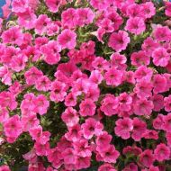 Сурфінія F1 / Сульфінія Роуз вейн вельвет за 5 нас.