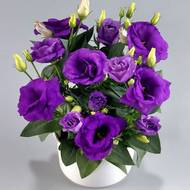 Эустома Рози Лавандер Блу за 5 сем.