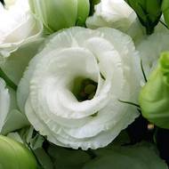 Эустома Флорида Сильвер за 5 сем.