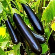 Баклажан Валентина F1 за 8 сем.