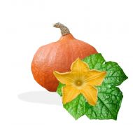 Тыква Дамський ноготок за 15 сем.