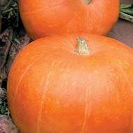 Тыква Миндальная за 2 г