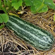 Кабачок Тигрэтто ди Италия за 20 г