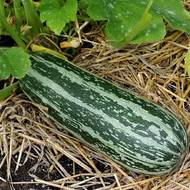 Кабачок Тигрэтто ди Италия за 20 г