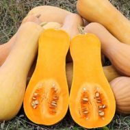 Гарбуз Родзинка