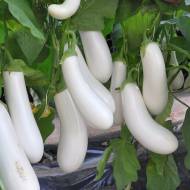 Баклажан Аретуза F1 за 8 нас.