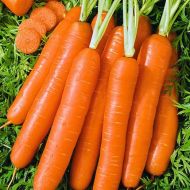 Морква Скарлет за 2 г