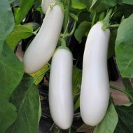 Баклажан Аретуза F1 за 8 сем.