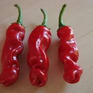 Перец Палец Петра за 8 сем.