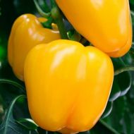 Перець Каліпсо за 0,3 г