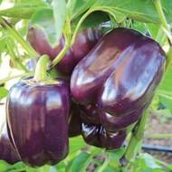 Перец Лайлак Белл за 10 сем.