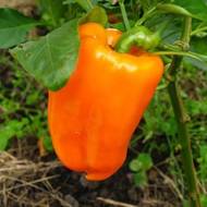 Перець Помаранчевий Самородок за 0,3 г