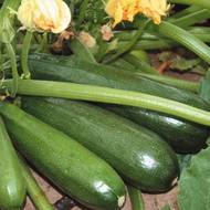 Кабачок Аеронавт