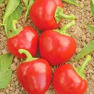 Перец Колобок за 0,3 г