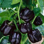 Перец Черный конь за 0,3 г