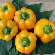 Перец Ратунда золотая за 0,3 г