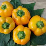 Перец Ратунда золотая за 0,3 г