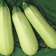 Кабачок Чаклун