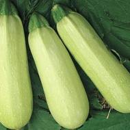 Кабачок Чаклун