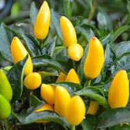 Перец Голдфингер за 0,05г