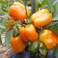 Перець Біг мама за 0,25 г