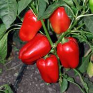 Перець Вікторія за 0,3 г