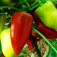 Перец Виктория за 0,3 г