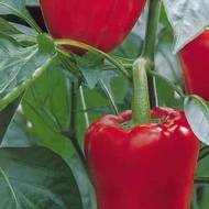 Перец Ред Стар за 0,3 г