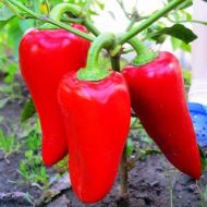 Перець Подарунок Молдови за 0,3 г