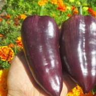 Перець Лайлак Белл за 0,3