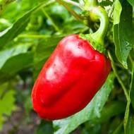 Перець Маркіза за 0,3 г