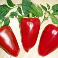 Перець Анастасія за 0,3 г