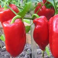 Перец Богатырь за 0,3 г