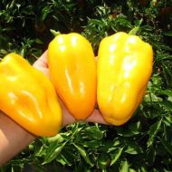 Перец Гладиатор за 10 сем.