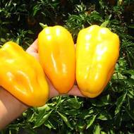 Перец Гладиатор за 10 сем.