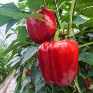 Перець Ред Стар за 0,3 г