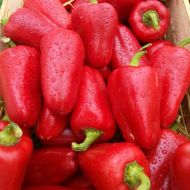 Перець Любов F1 за 10 нас.