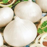 Лук репчатый Гледстоун F1 за 0,25 г