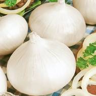 Лук репчатый Гледстоун F1 за 0,25 г