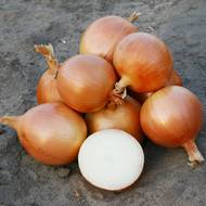 Цибуля Універсо F1 за 0,4 г