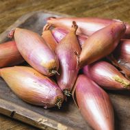 Цибуля Шалот Запорізький за 1 г