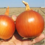 Цибуля ріпчаста Глобус