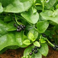 Базелла за 1 г