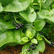 Базелла за 1 г