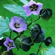 Никандра за 0,5 г