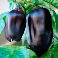 Перець солодкий Чорний кардинал за 0,3 г